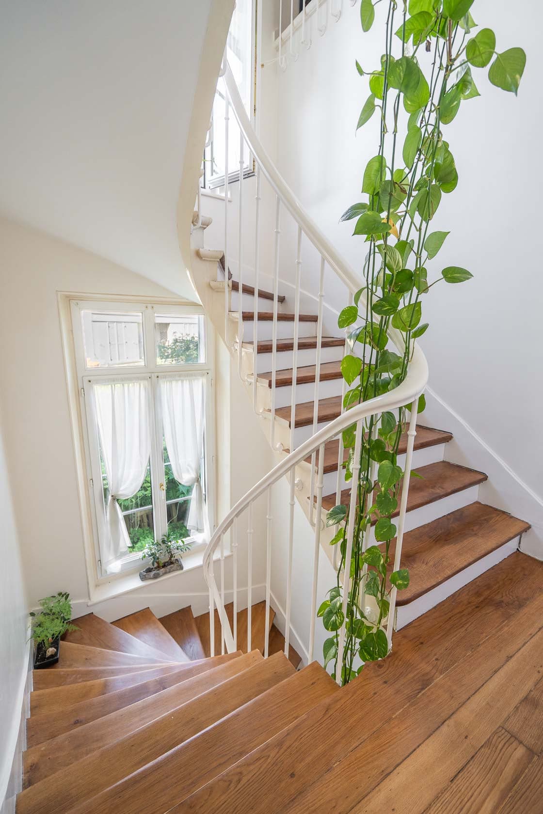 Escalier en bois à volée courbe, rambarde blanche et plante grimpante